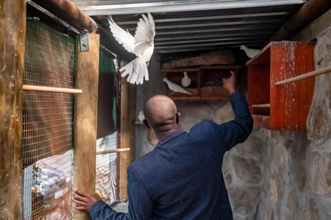 Anele Dyasi, a former student and now teacher of at the College of Magic, reaches out to a white dove at the shcool's dove enclosure in 2021. Doves and rabbits were used in conjuring tricks, but the college has since stopped using live animals in its performances.