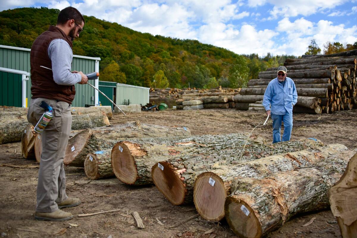 Canon Vice and another employee for GreenTree Forest Products measure and price logs to buy from a local logger near Wallingford.