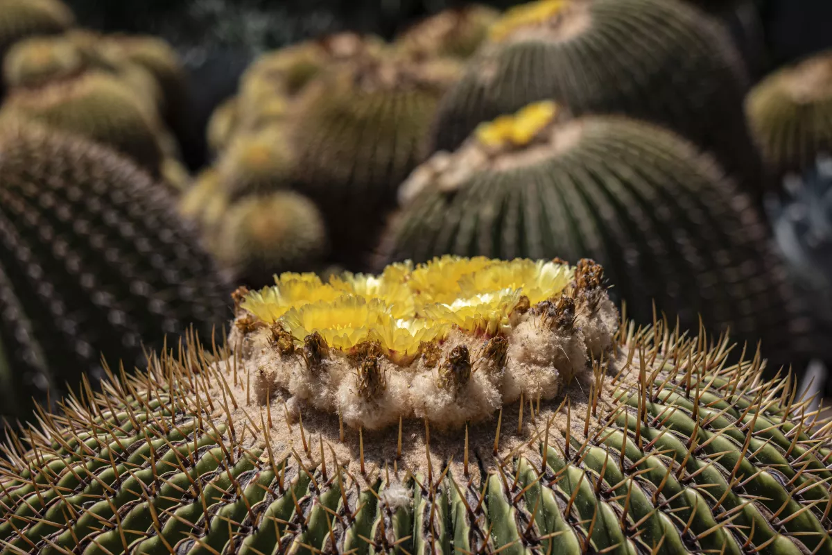 Barrel cactuses bloom The Huntington gardens in San Marino, Calif.