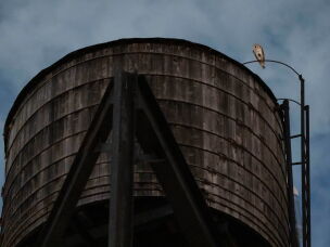 An American Barn Owl sits perched on a water tower on the Upper West Side neighborhood, Wednesday, Oct. 14, 2026, in New York.