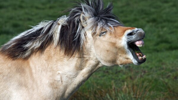A Norwegian fjord horse appears to be yawning, with its mouth wide open and eyes closed. Its fluffy mane is black and cream colored, and its neck is pale brown and white.