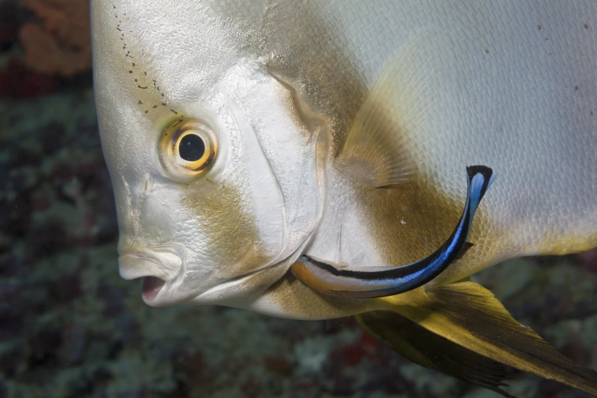 A cleaner wrasse fish in the Maldives cleans the gills of a client. 