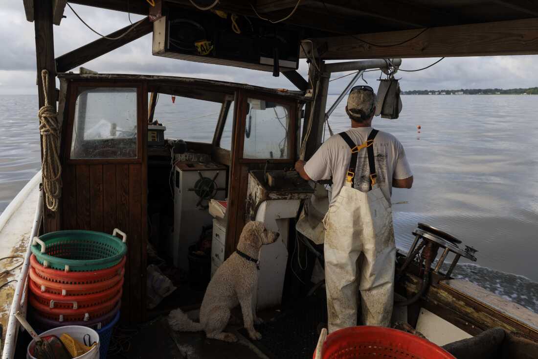 Bill Scerbo, a commercial crabber, works a morning shift on the Chesapeake Bay on Saturday, June 14, 2025, near Shady Side, MD. (KT Kanazawich for NPR)