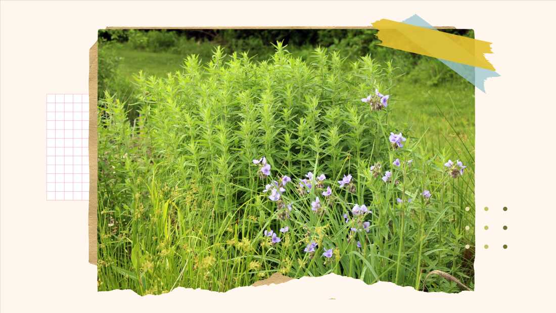 A medium-shot collage-style image of a native garden featuring clusters of various plants including purple Ohio spiderwort flowers and pale green mountain mint foliage.