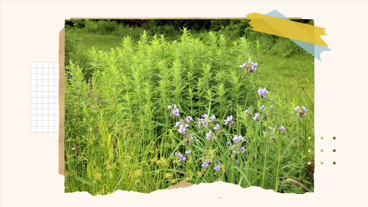 Three years ago, this garden near the Kansas City metro area was a lawn. Now it's full of Midwest native plants — like the Ohio spiderwort and mountain mint pictured here —that attract plenty of pollinators.