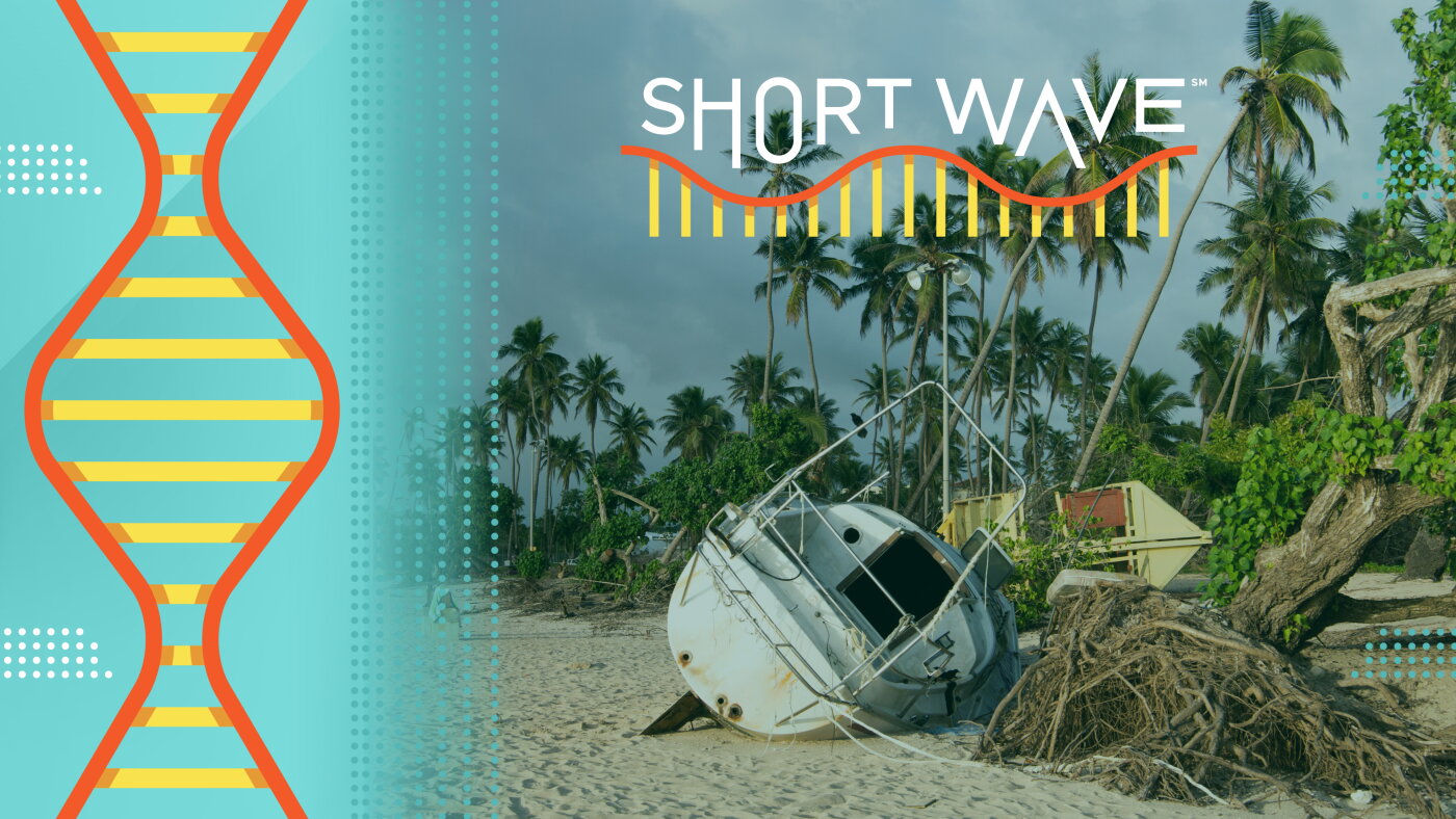 The island scientist building a better weather forecast : Short Wave