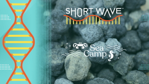 Blue-gray lumps that structurally resemble coal under a white logo that reads "Sea Camp" and has a white cartoon image of waves, bubbles, a crab and a seahorse. The top logo in white reads "Short Wave"