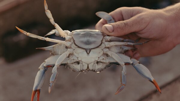 A hand holds a crab. The bottom portion of the crab is shown.