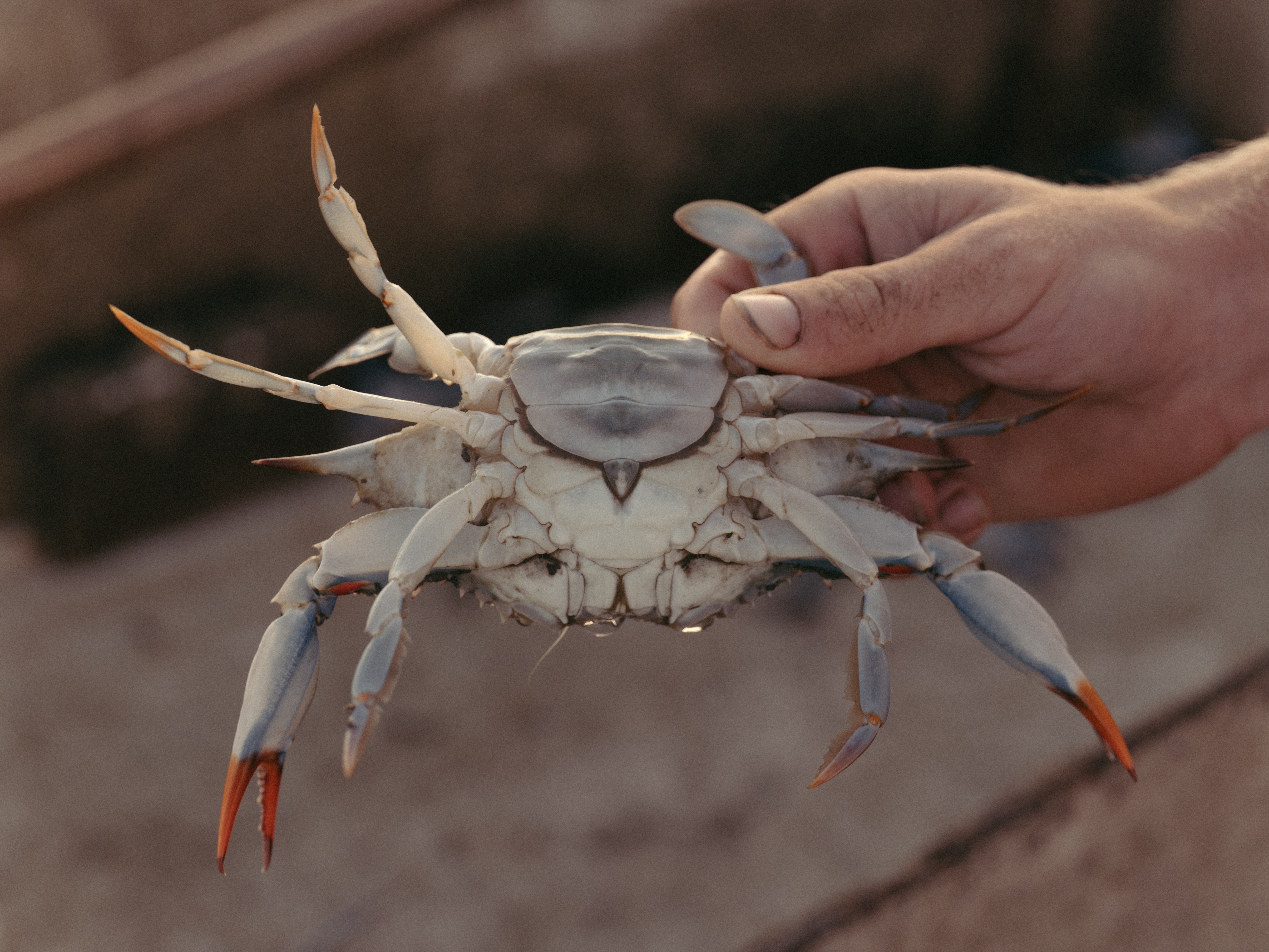 Next gen crabbers use social media to tell their story and sell their catch