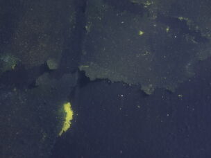 Pieces of blue paint could be seen peeling off from the bottom of the pool on June 20, just days after it was refilled.