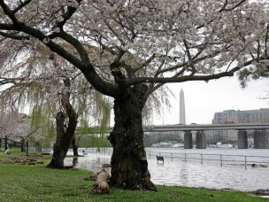 East Potomac Park is a fan-favorite spot for locals and tourists alike to enjoy the cherry blossoms each spring.