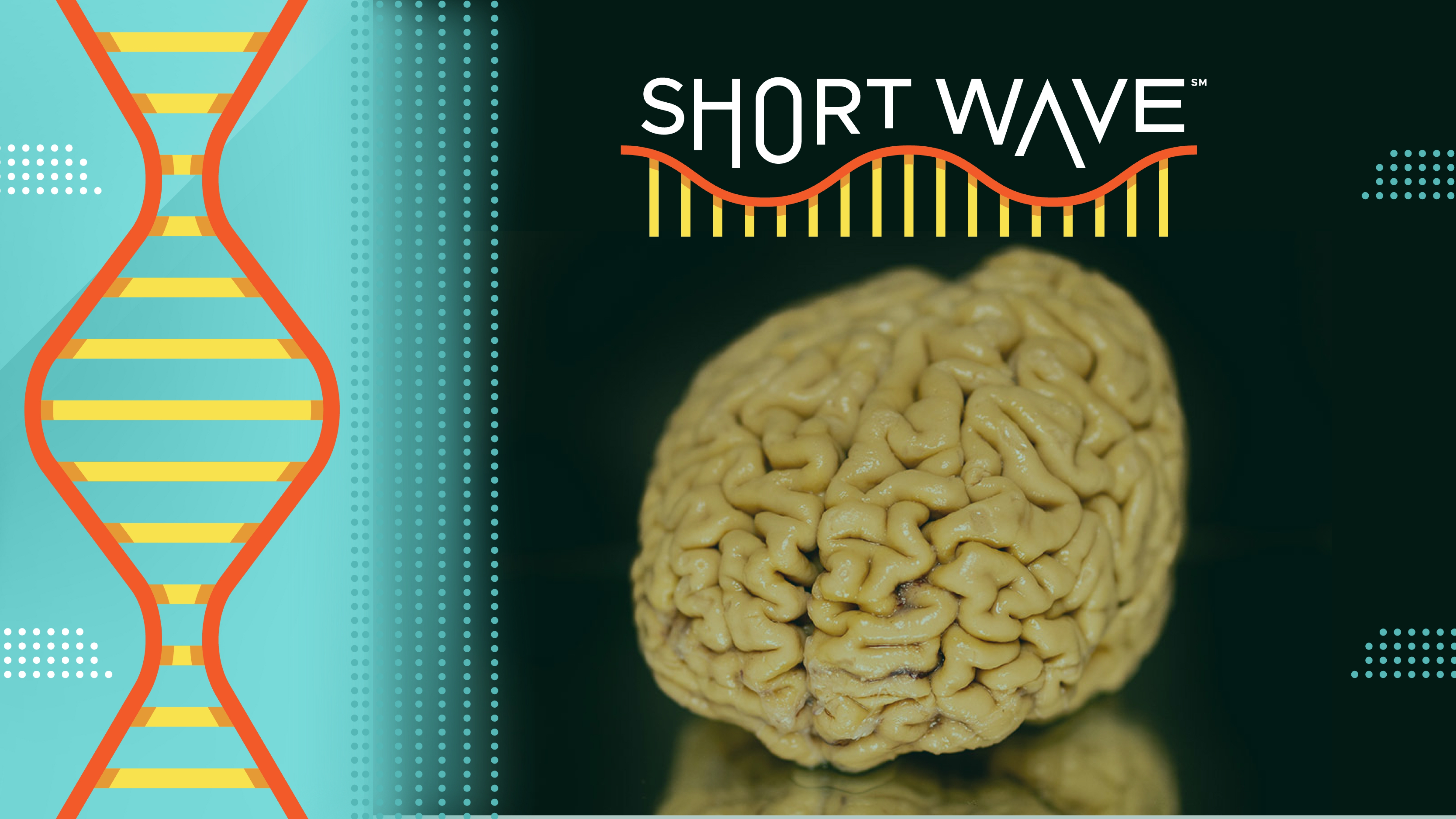 A donated SuperAger brain at Northwestern University in Chicago, IL.
