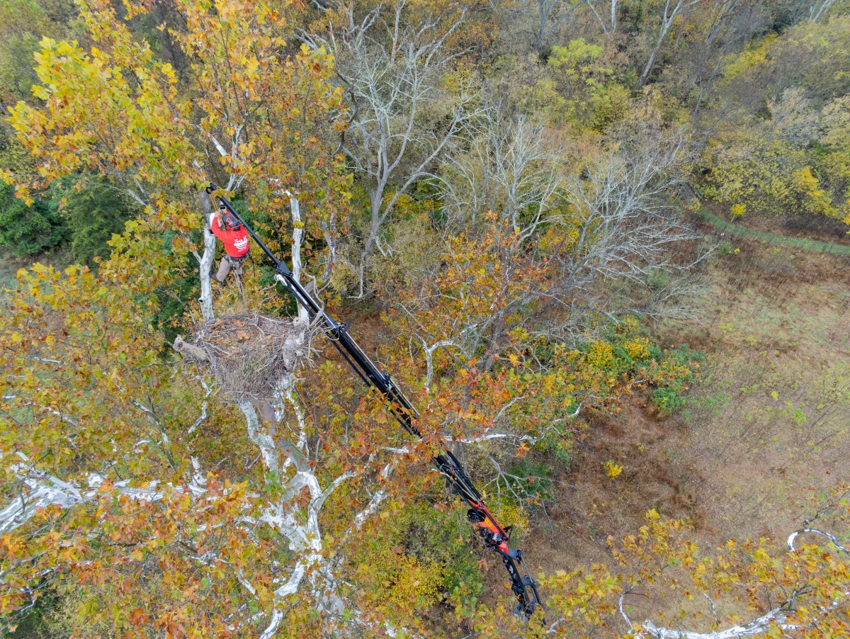 A climber, about 95 feet in the air, uses a crane to access a bald eagle nest.