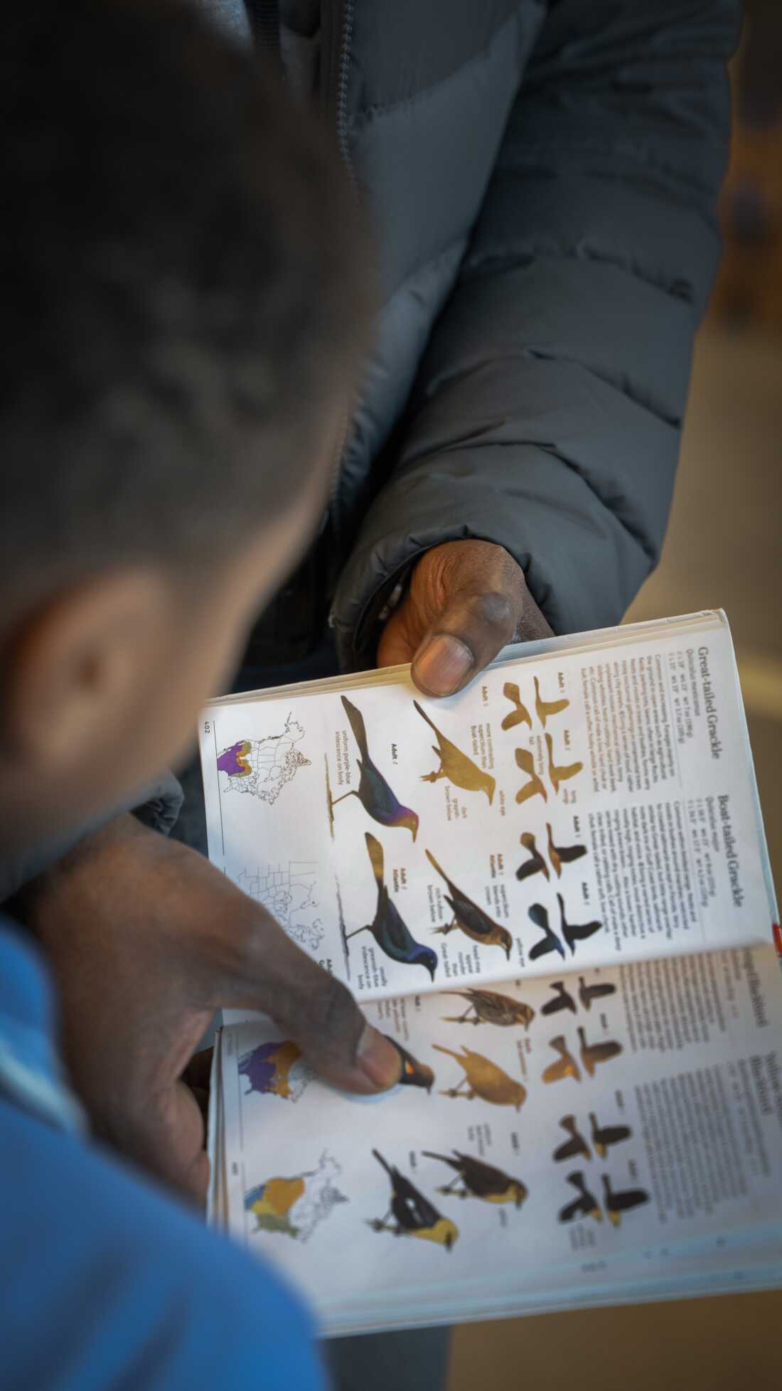 Russel points to the redwing blackbird in his birding reference book.