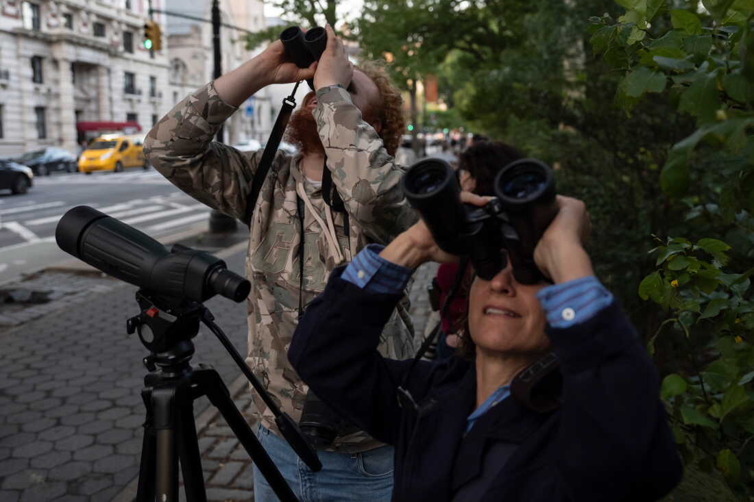 People look at American Barn Owls sit perched on a water tower on the Upper West Side neighborhood, Tuesday, Oct. 13, 2026, in New York.