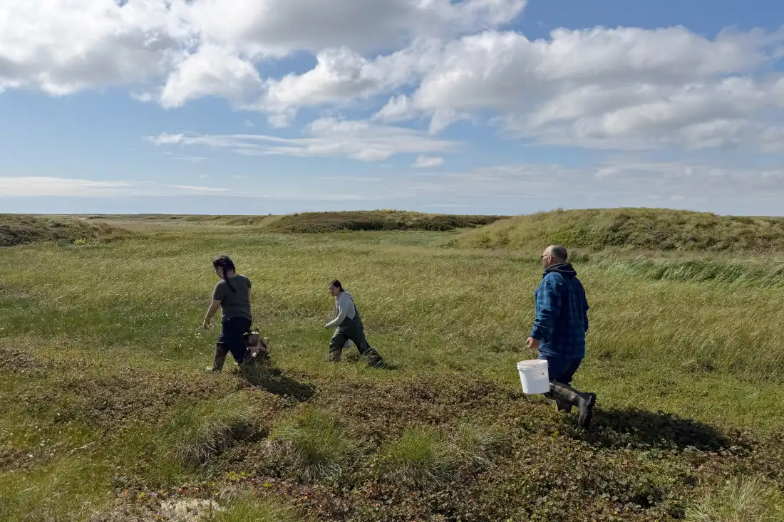 Burt Paul’s family, traveled home for the summer to practice subsistence and be together on August 12, 2026. Upriver from Kipnuk on a lush tundra bluff, they filled buckets with sweet, orange salmonberries, or naunraqs as they are called in coastal Yugtun.