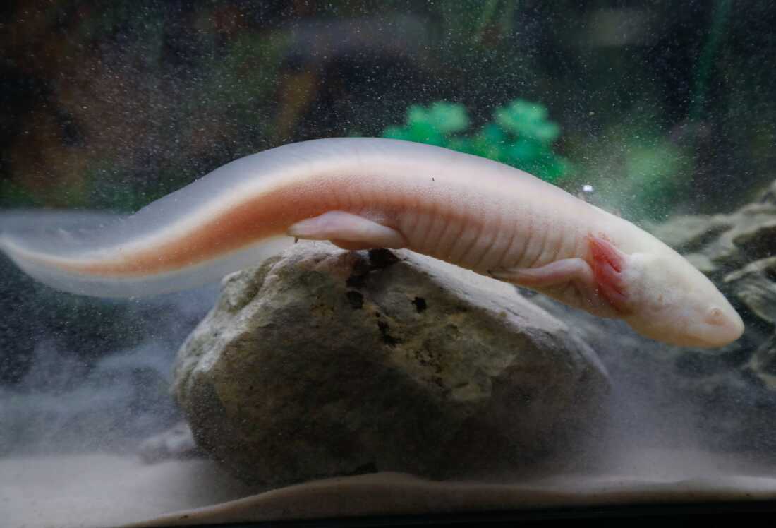 Um axolotl, também conhecido como salamandra mexicana, é retratado em uma loja em Paris.