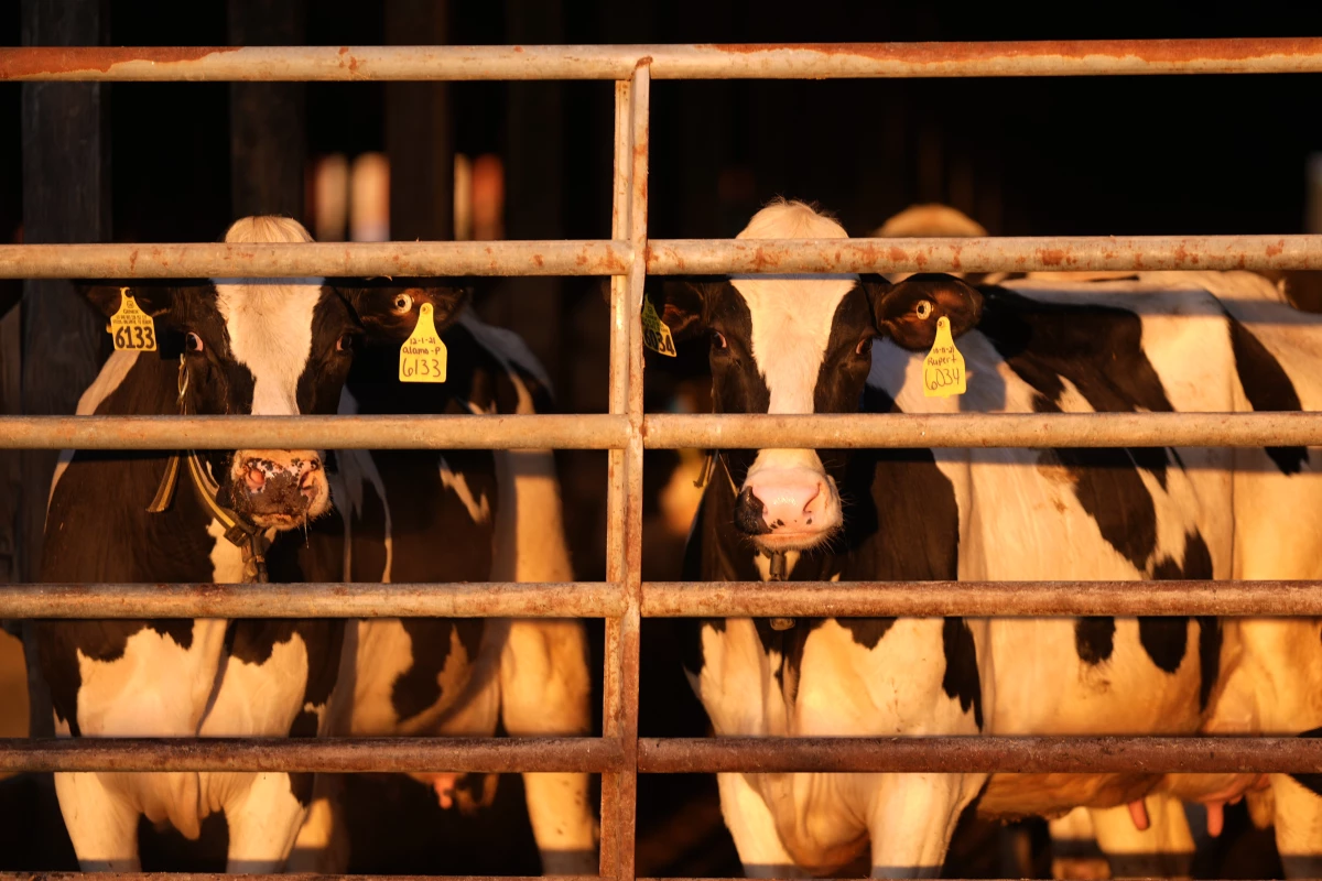 Bird flu continues to spread among dairy cattle. And new research shows there may be more cases among farm workers than health officials have confirmed to date.