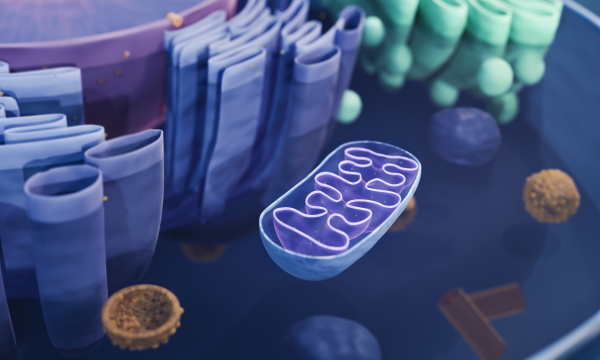 Mitochondria, like the one seen in cutaway view, are the powerhouses inside cells.