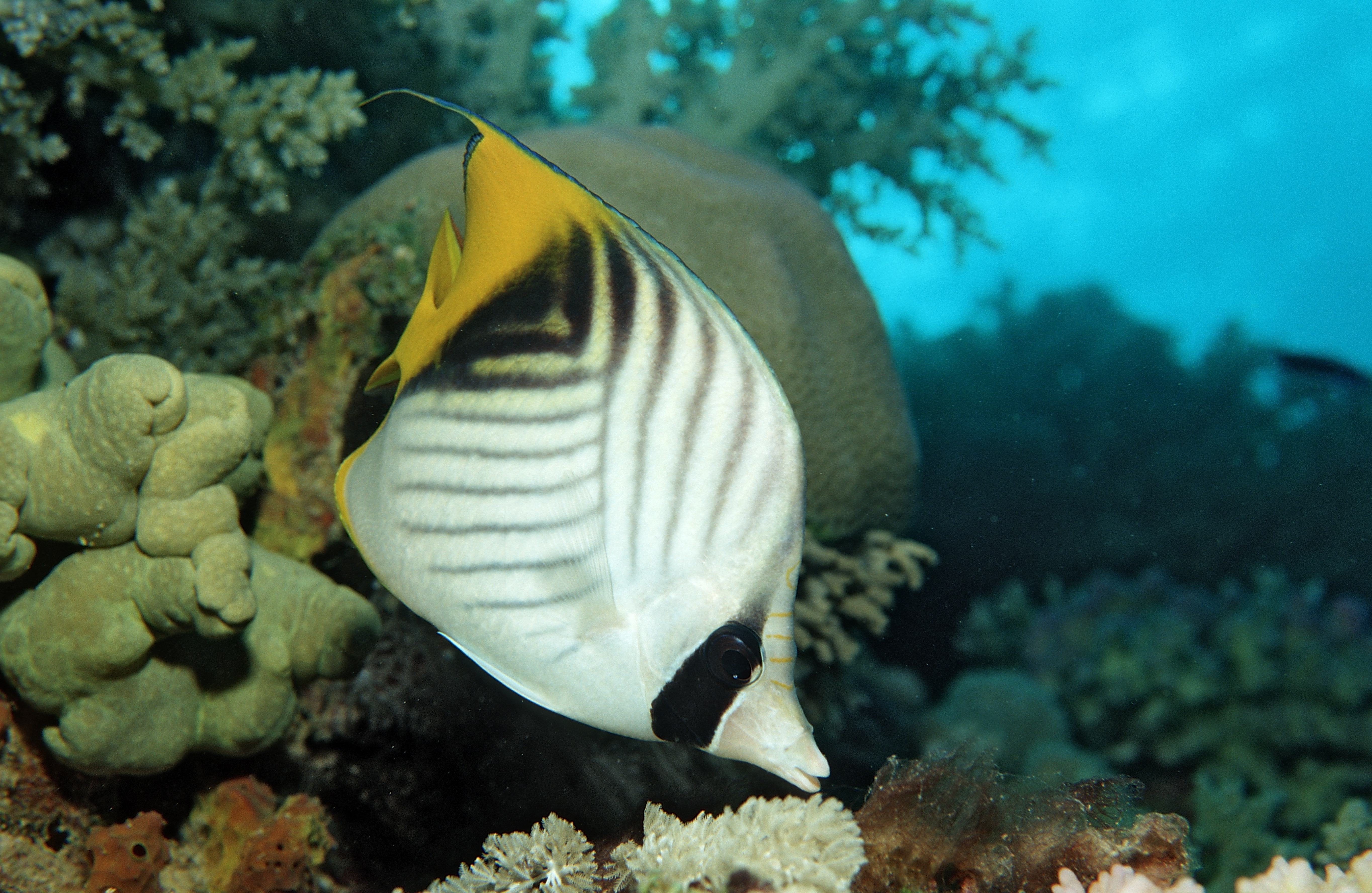 A threadfin butterflyfish swims though the Red Sea. A recent experiment suggests that these fish may experience something like pleasure.