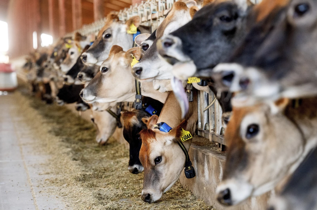 In this file photo Jersey cows feed at Wickstrom Jersey Farms on Thursday, May 9, 2024, in Hilmar, Calif.