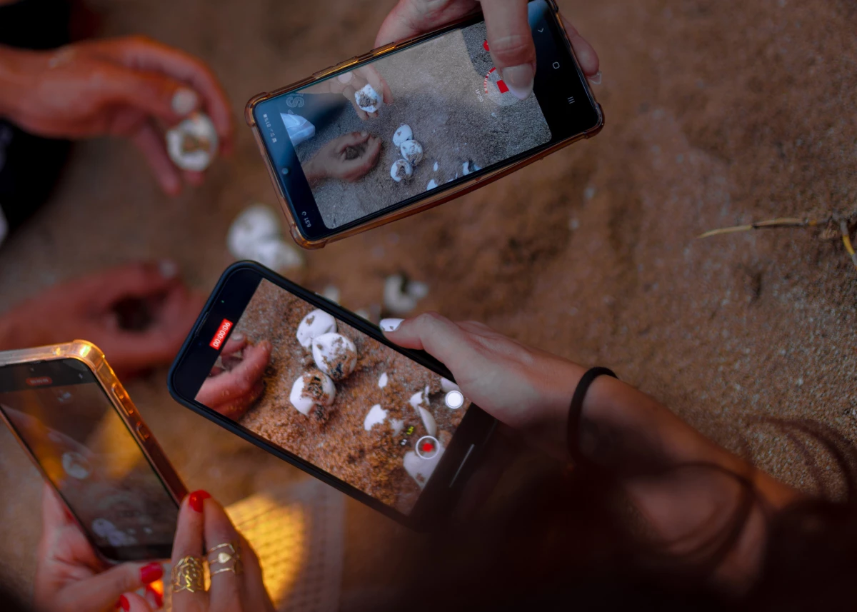 Volunteers take cellphone videos of the moment sea turtles hatch on Mansouri Beach in southern Lebanon, on Sept. 8, 2024.