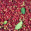 Freshly picked coffee cherries are washed at Finca Costa Rica, located in Santa María, Huila, Colombia.