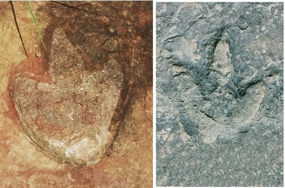 Researchers analyzed theropod footprints in Brazil, left, and in Cameroon, right.