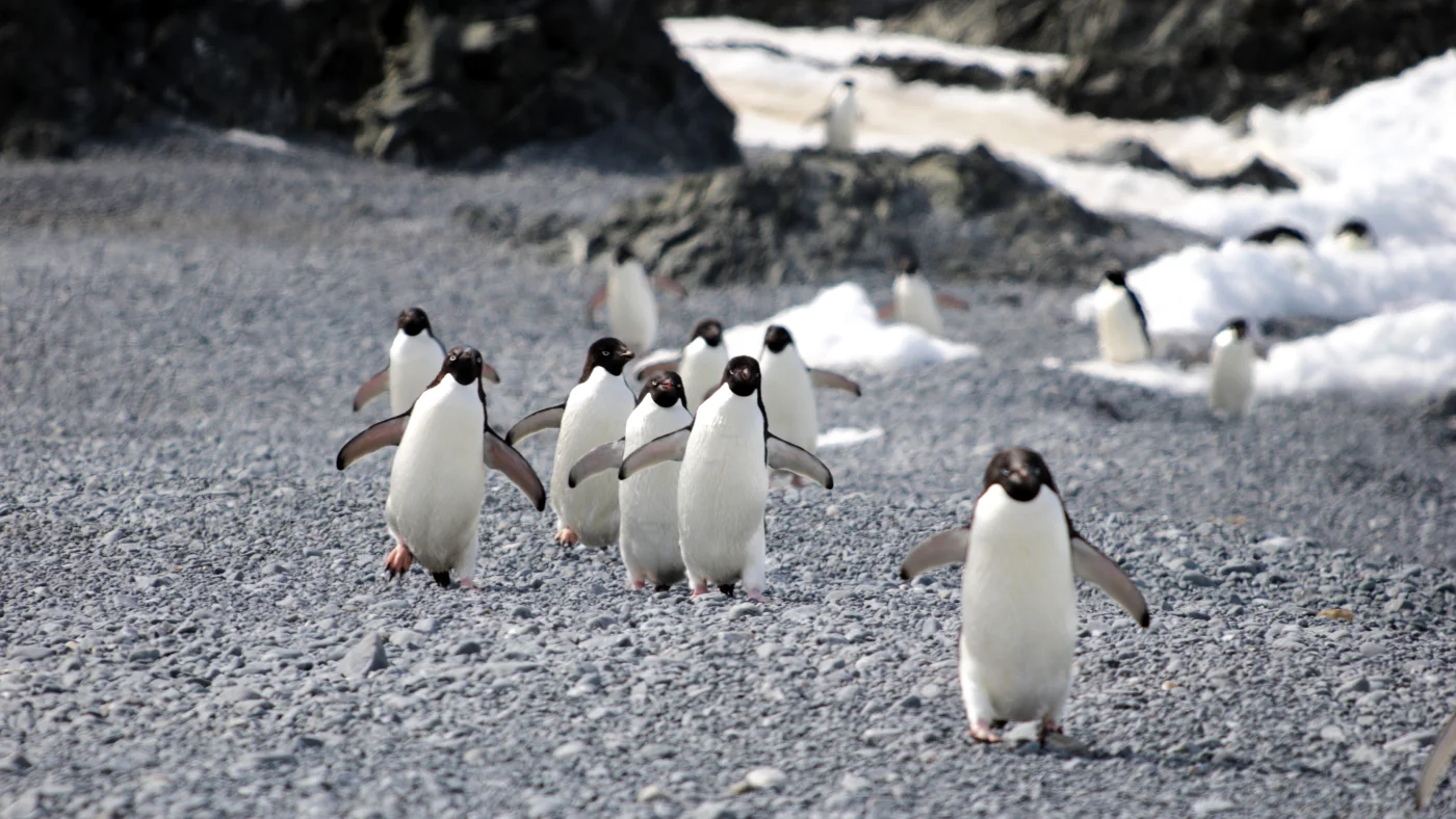 Antarctic Penguin Die-Off Blamed on Bird Flu Was Really Avian Cholera, Study Finds