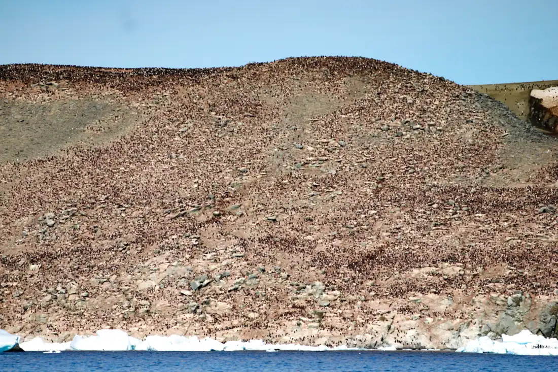 Overview of the Adelie penguin mega-colony at Heroina Island at the peak of the breeding season (photos taken on the year after the outbreak, January 2025).