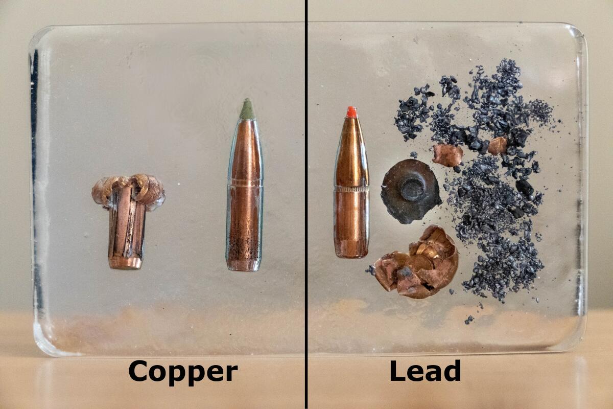A side-by-side comparison of copper and lead ammunition before and after they've hit targets. Non-lead ammunition, such as those made from copper, tend to remain intact, while lead ammunition can fragment into many small pieces.