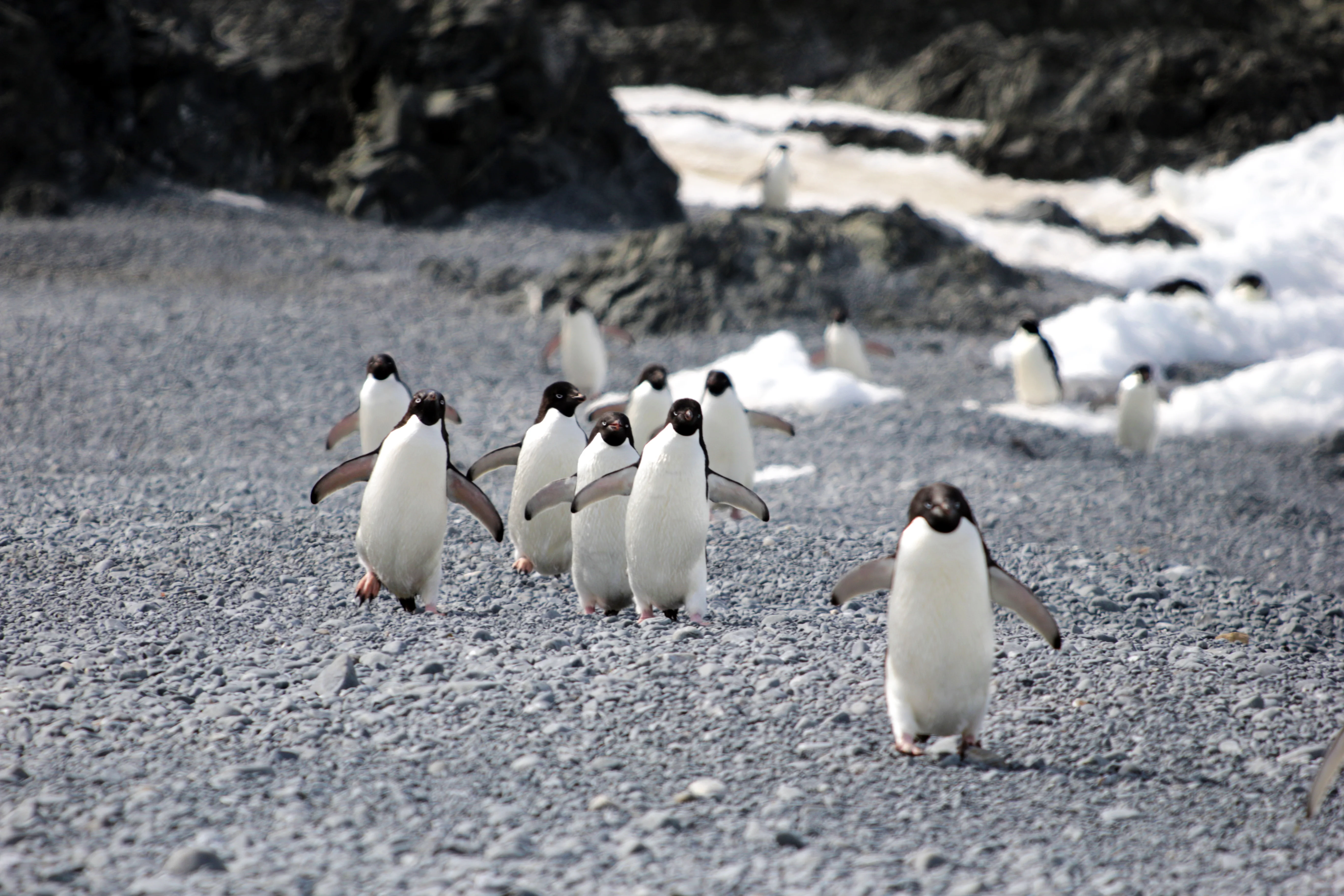What killed 500-plus penguins? How scientists solved the mystery