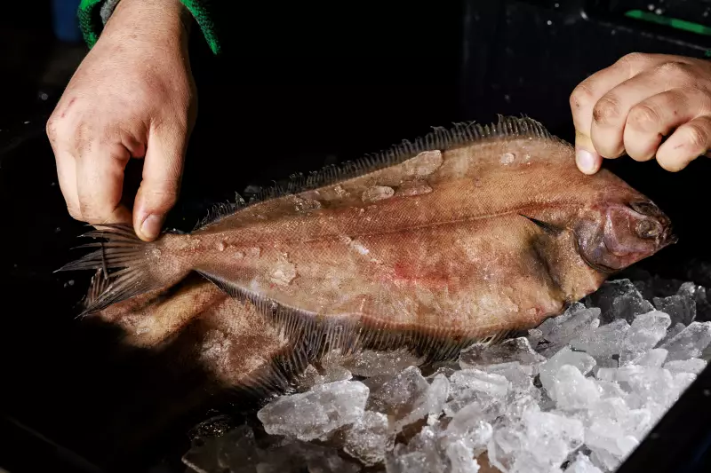 A locally caught fluke rests on ice at the Portland Fish Exchange. A pair of hands is gripping each end of it.
