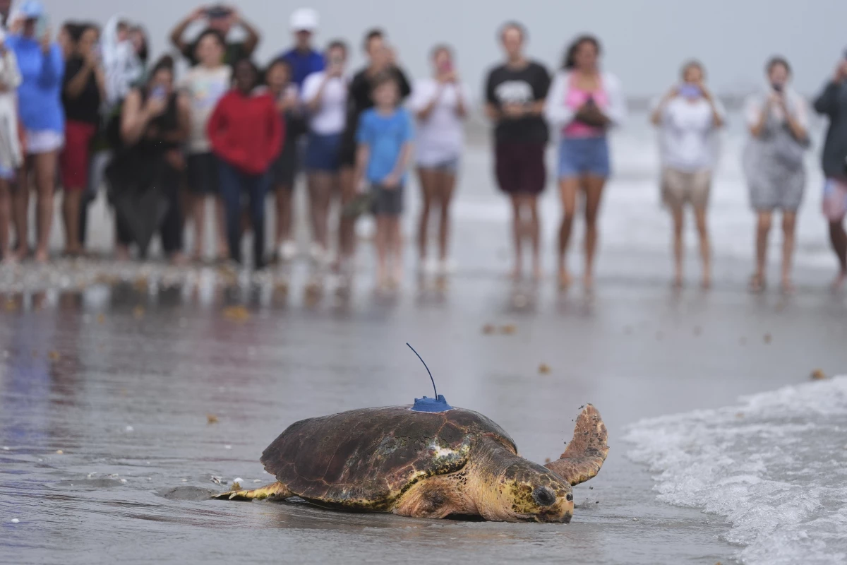 An adolescent loggerhead sea turtle named Dilly Dally, whose front flipper was amputated after she was rescued in January suffering from predator wounds, crawls toward the Atlantic Ocean after being released, on the beach in front of Loggerhead Marinelife Center in Juno Beach, Fla., Wednesday, June 4, 2025.