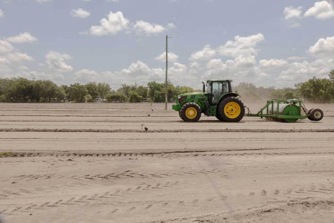 A tractor drives across a strawberry field.