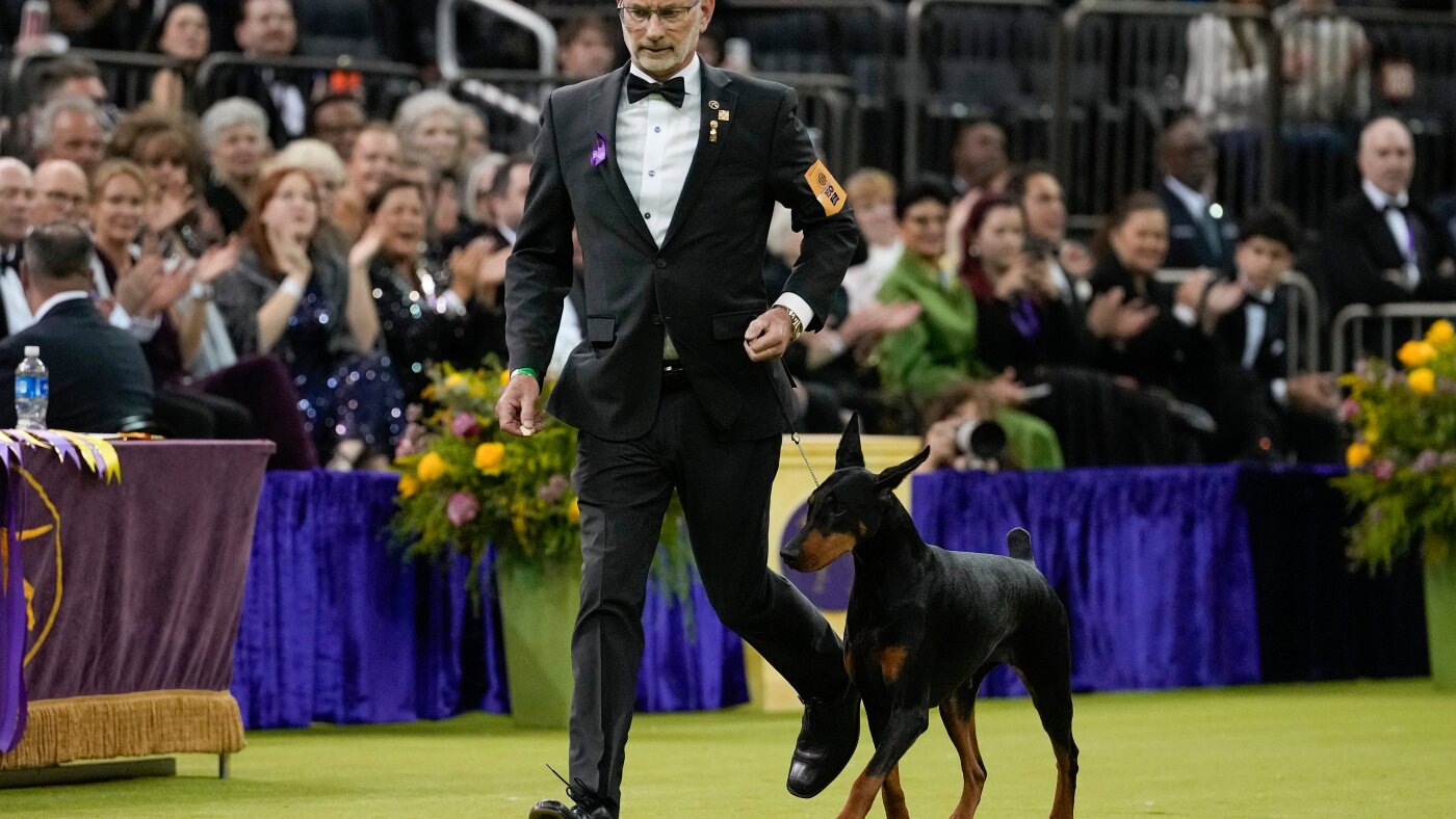 Penny the Doberman pinscher wins the a hundred and fiftieth Westminster canine present : NPR