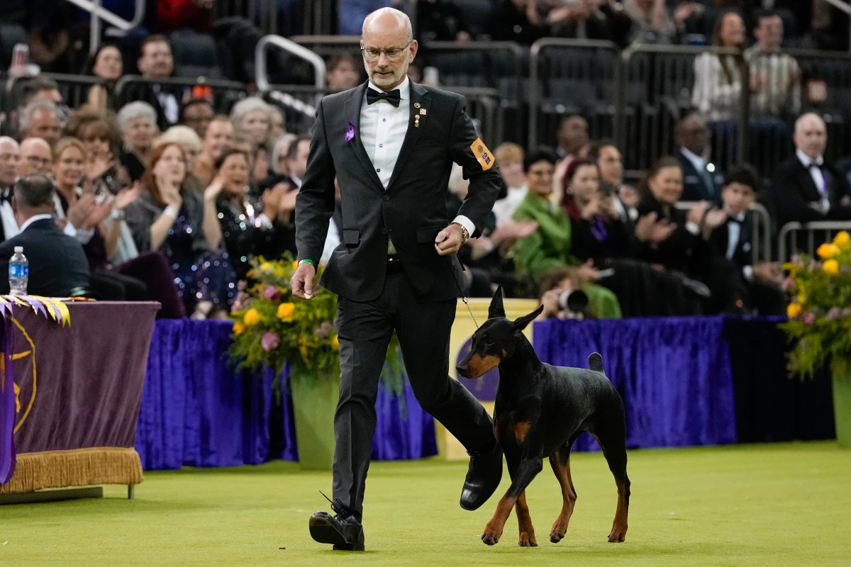 Penny, a doberman pinscher, competes in the Best in Show judging of the 150th Westminster Kennel Club Dog Show, Tuesday, Feb. 3, 2026, in New York.