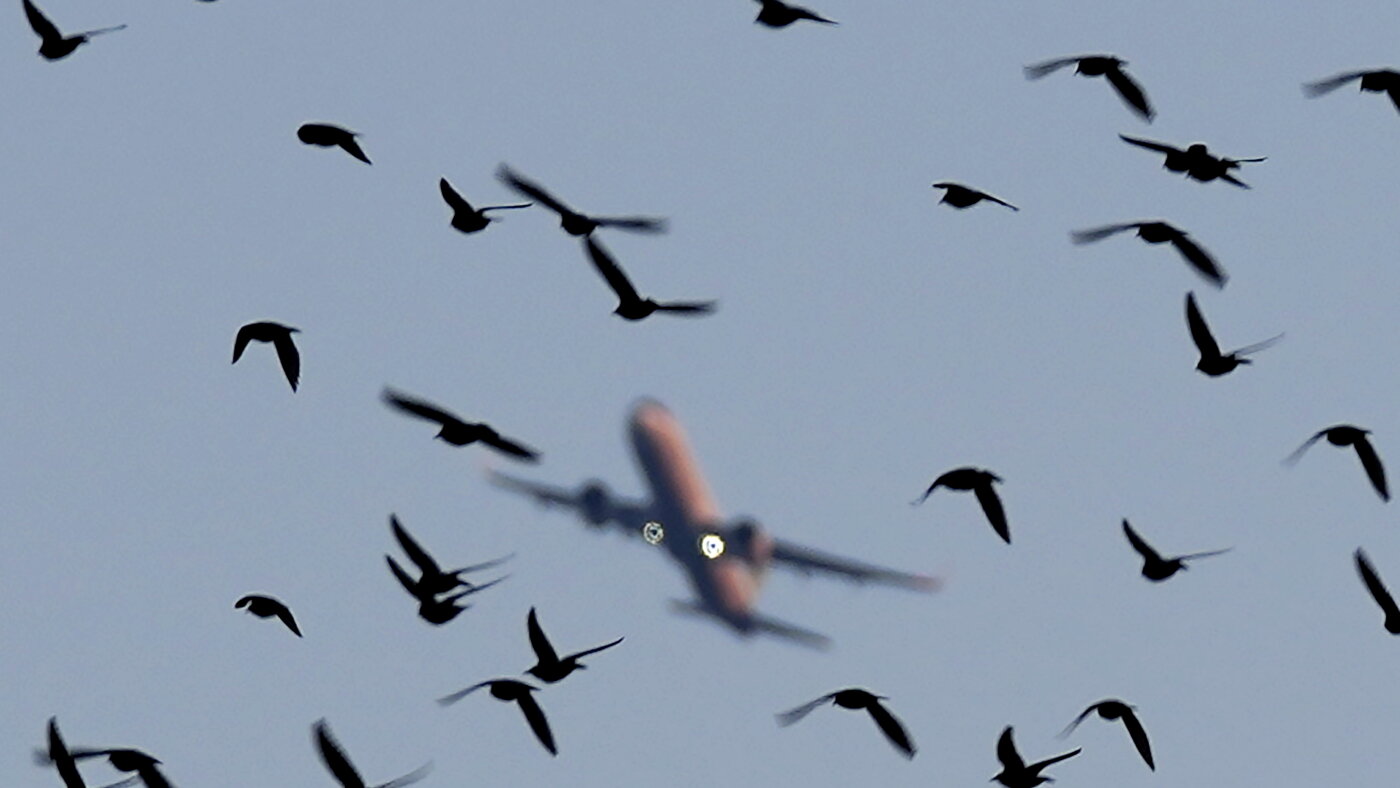 Birds found to have been involved in South Korea plane crash : NPR