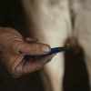 Alfredo Chavez, a cattle rancher and livestock technician, shows New World screwworm larvae removed from a cow at his ranch in Cintalapa, Chiapas, Mexico, on July 23, 2025, amid an infestation that led the U.S. to suspend cattle imports over fears the pest could reach the border.