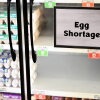 "Egg Shortage." The shelves behind the doors have cases of eggs, though some portions of the shelves are empty.