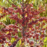 Coffee plants are seen at the Brazilian Agricultural Research Corporation experimental farm in Brasilia in 2022. Coffee production in Brazil is leading to deforestation, a nonprofit group says.