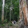President Biden tours the Museu da Amazonia, a rainforest preserve in Manaus, Brazil, on Nov. 17, 2024, before heading to Rio de Janeiro for the G20 Summit.