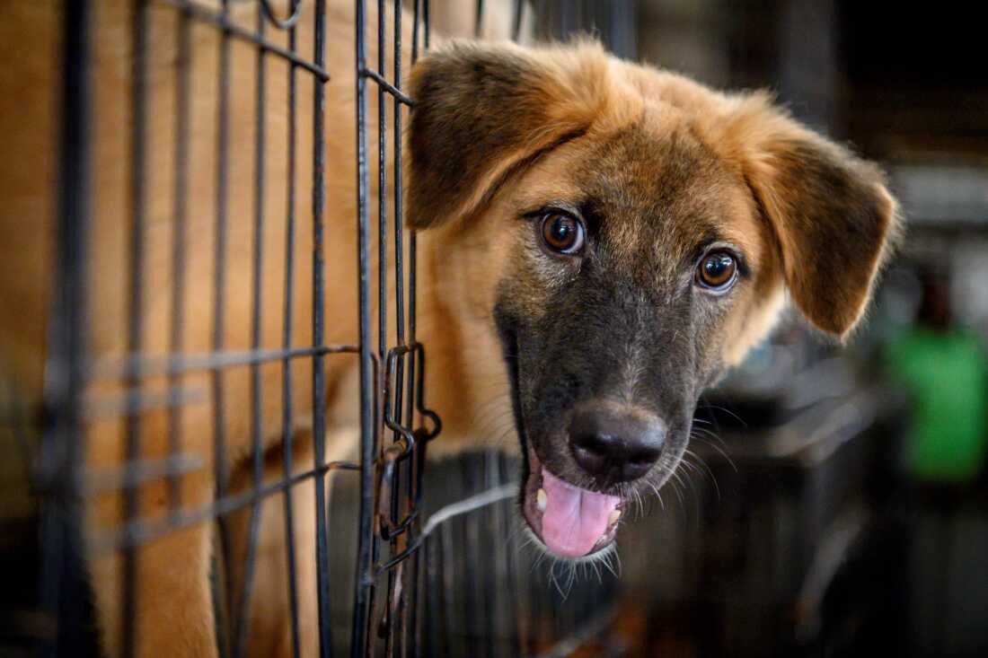 A brown-furred dog looks out from a cage at an animal shelter.