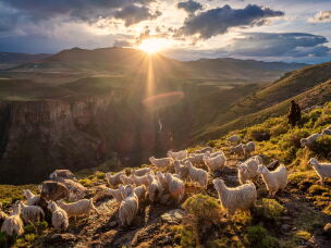 Shepherd Mokoto Masotsa watches over his flock on the edge of a gorge near Semonkong, Lesotho. Like many in Lesotho, Masotsa started herding as a young child and was never able to attend school. It's estimated that around a third of the country's school-age boys are working as shepherds at any one time, often spending months at a time away from their families living in isolated cattle posts in the mountains.