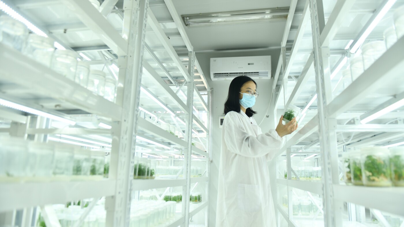 The Breakthrough Youve Been Waiting For A Genetic Cure For Malaria Goats And Soda - f6gt0gx