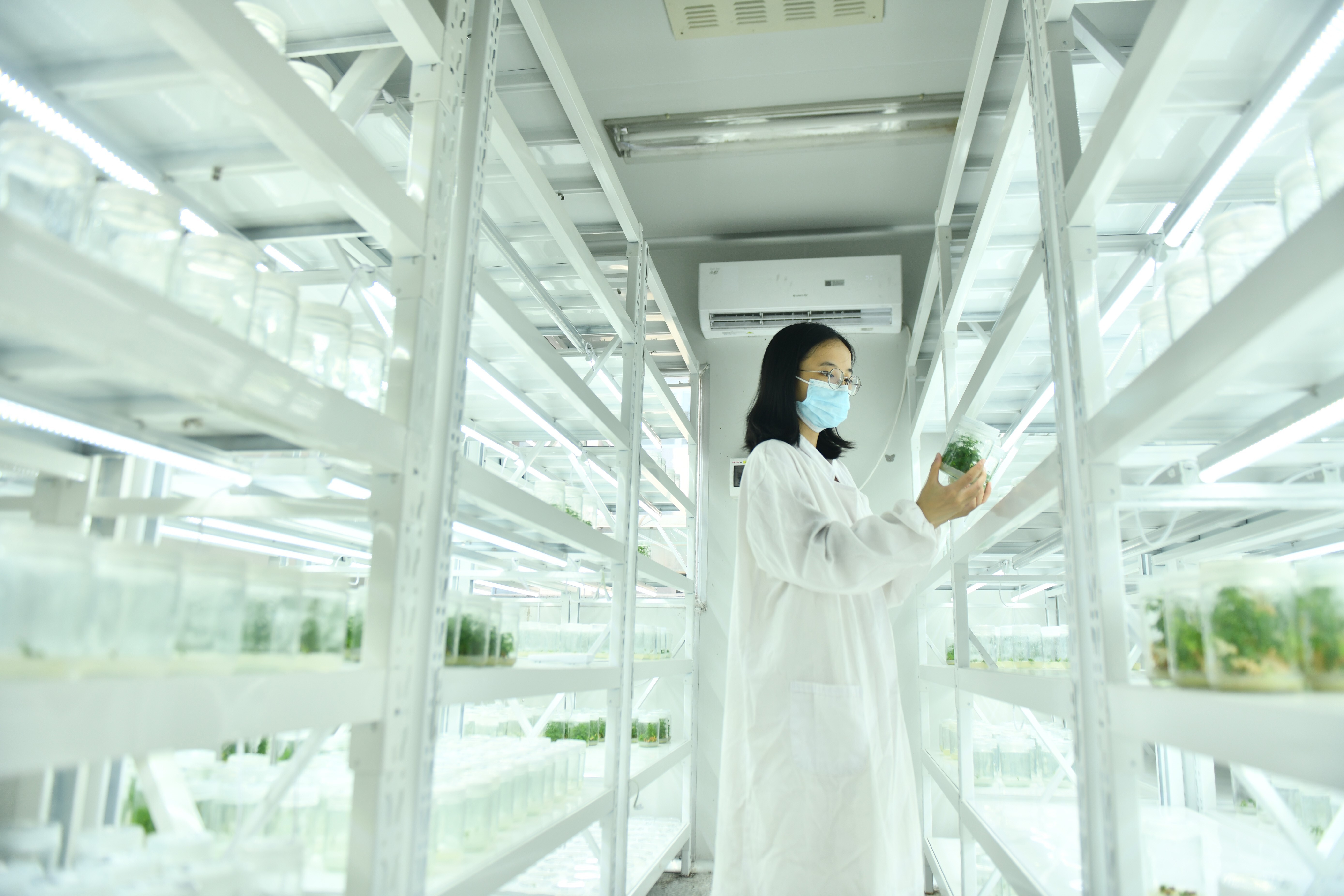 A technician at a Chinese pharmaceutical company works on breeding the plant sweet wormwood, used in creating artemisinin, the go-to medicine for killing the malaria parasite.
