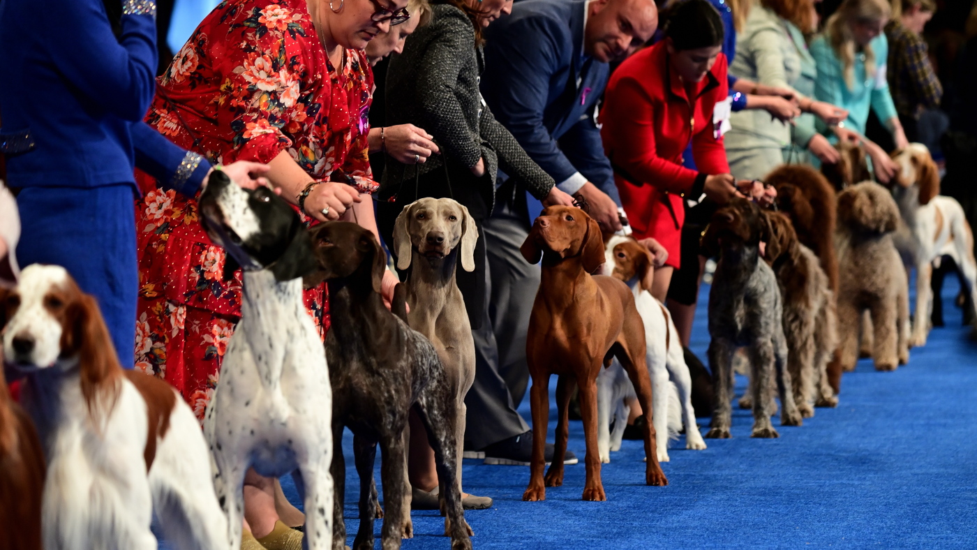 Dog Rising Shows The National Dog Show explained: How a dog contest became a ...