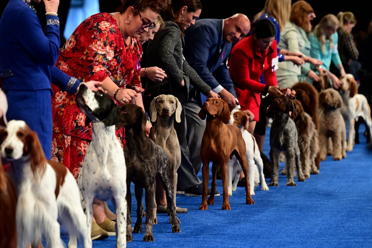 Handlers show their hounds during the National Dog Show in 2022 in Oaks, Pennsylvania.