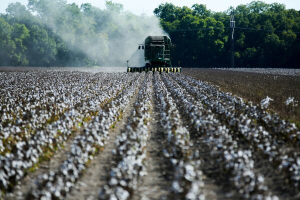 In this photo, farmers harvest cotton from a 140-acre field in Ellis County, near Waxahachie, Texas, in 2022. The white cotton grows in rows, while farm machinery operated by humans harvests the cotton. Trees stand in the background.