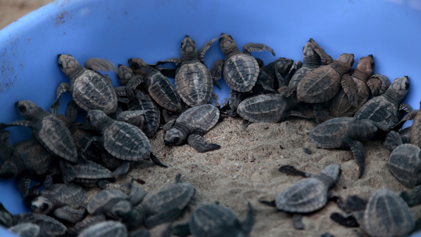 Looking Back: Turtles in India Making a Comeback : State of the World from NPR
